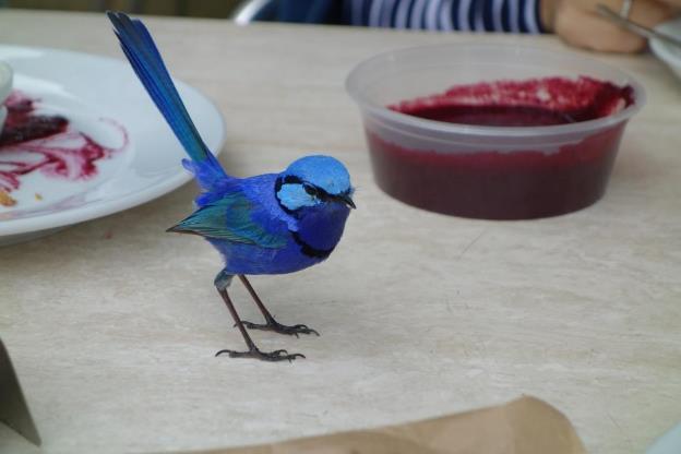 Чтобы поймать синюю птицу конечно же нужно хорошо знать что они любят есть - фото 5