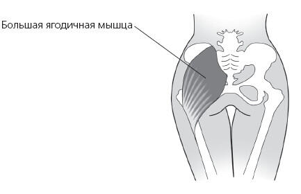 Средняя ягодичная мышца в задней своей части покрыта большой ягодичной мышцей - фото 1