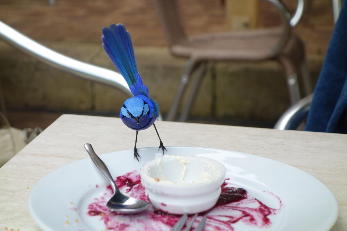 К тому же нужно учесть что эти синие птицы невероятно прожорливы Очень важно - фото 6