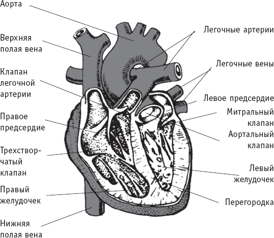 Сердце Левая сторона сердца состоит из левого предсердия и левого желудочка - фото 1