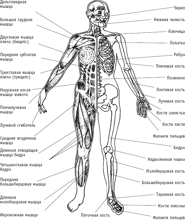 Некоторые мышцы и кости человека Костный скелет часть опорнодвигательного - фото 11