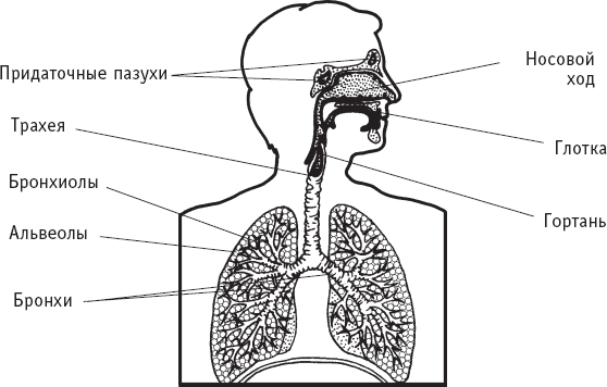 Система дыхания Легкие лежат в грудной полости по обеим сторонам от сердца - фото 3