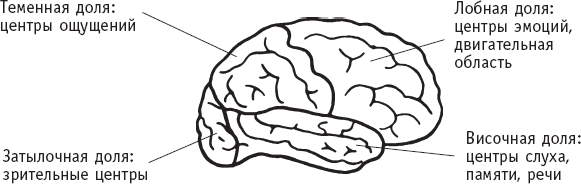 Доли полушарий головного мозга и их функции Периферическая нервная система - фото 9
