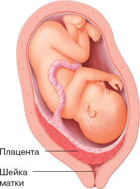 Самое полное руководство по здоровой беременности от лучших акушеров и гинекологов - фото 179