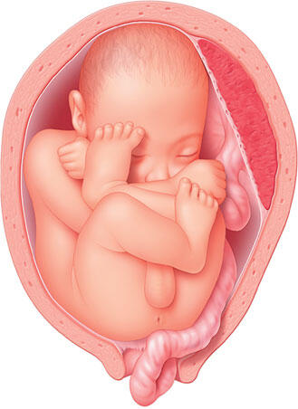 Самое полное руководство по здоровой беременности от лучших акушеров и гинекологов - фото 183