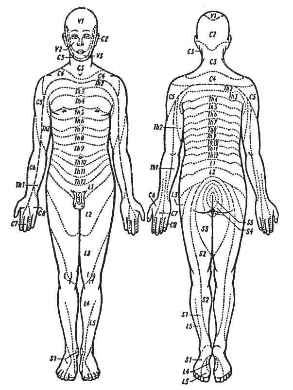 Рис 1 Схема сегментов тела человека При патологических процессах во - фото 2