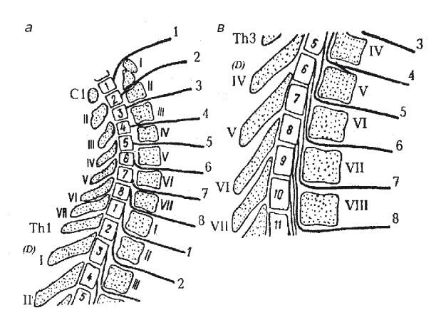 Рис 3 Задние ветви спинномозговых нервов а шейный отдел б нижний - фото 5