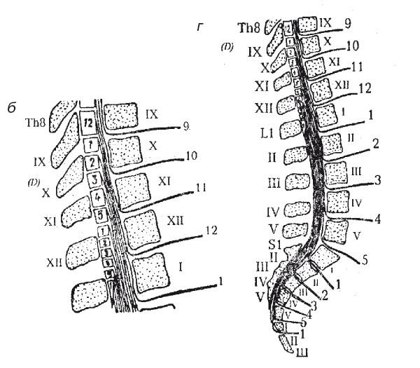 Рис 3 Задние ветви спинномозговых нервов а шейный отдел б нижний - фото 6