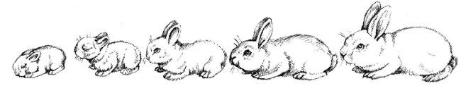 Рост и развитие крольчонка от 1 до 30 дней У самки обычно имеется четыре пары - фото 3