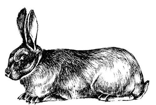Кролики шкуркового мясошкуркового и мясного направления продуктивности - фото 6