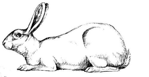Нормальношерстный короткошерстный и длинношерстный кролики Следует иметь в - фото 9