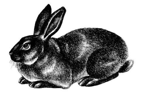 Черноогненный кролик Кроме того в личных хозяйствах разводят кроликов более - фото 11