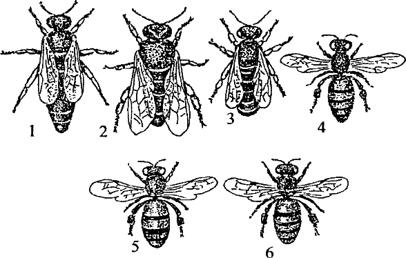 Рис 4 Некоторые породы пчел 1 2 3 матка трутень и рабочая пчела - фото 6