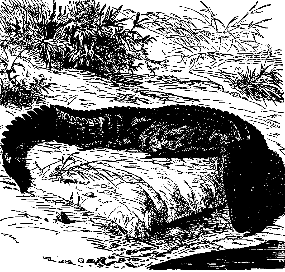 Миссисипский аллигатор почву Среди болота возникает оазис пруд с чистой - фото 4