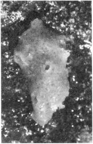Тело губок состоит из бесструктурного вещества мезоглеи и особых жгутиковых - фото 1