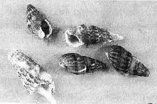 Моллюски произошли от червей но не похожи на них формой тела и образом жизни - фото 10