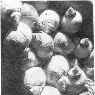 Первое знакомство с моллюсками в биоценозе камней и скал происходит еще на - фото 12