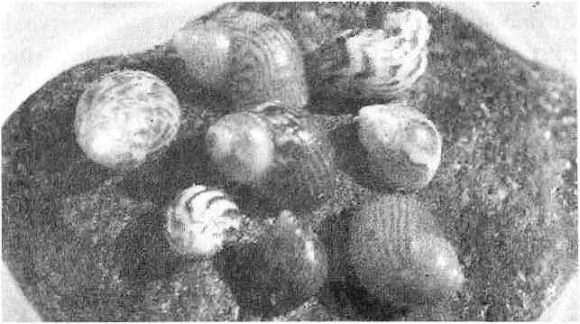 Образ жизни этих моллюсков очень схож все они питаются при помощи радупы - фото 16