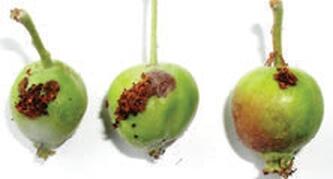 Завязь поврежденная гусеницами восточной плодожорки Лист поврежденный - фото 8