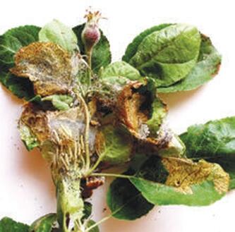 Плодовая розетка поврежденная гусеницами горностаевой моли Гусеница яблонной - фото 10