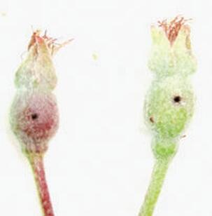 Поврежденная жуком завязь при откладке яйца Гусеница сетчатой листовертки и - фото 12