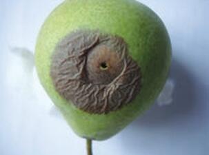 Плод груши поврежденный грушевой плодожоркой Побег яблони поврежденный - фото 14