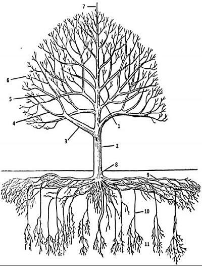 Рис 1 Строение плодового дерева 1 ствол 2 штамб 3 скелетные ветви 4 - фото 1