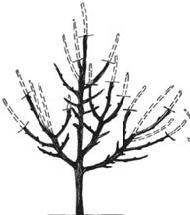 Рис 6 Обрезка 5летнего плодового дерева Сам факт вступления дерева в - фото 6