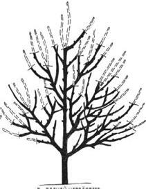 Рис 8 Обрезка 7летнего плодового дерева Формирование разреженноярусной - фото 8