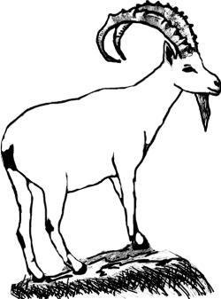 Рис 2 Горный козел тотем минаро Рис 3 Горные козлы Петроглифы Кавказ - фото 2