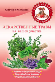 Анастасия Колпакова: Лекарственные травы вашем на участке