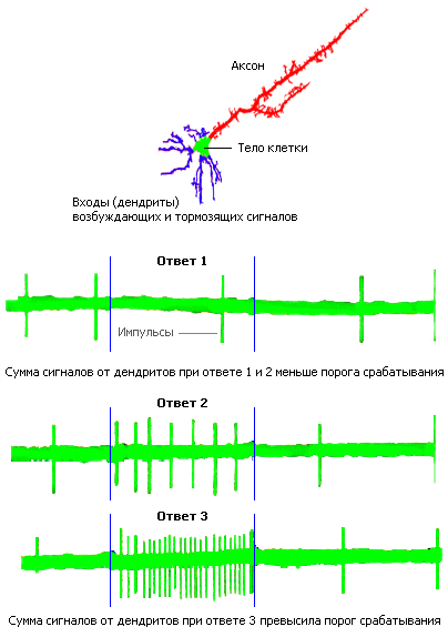 Рис 8Схема клетки нервной системы Импульсные сигналы а наиболе устойчивы - фото 9