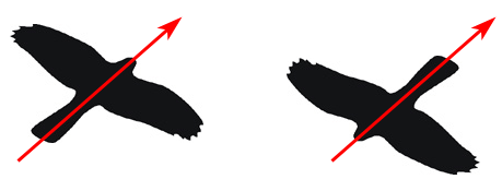 Рис 6Если у летящей птицы длинный выступ расположен впереди это утка с - фото 7