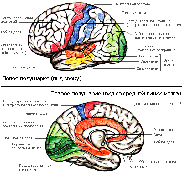 Рис 10Схема строения полушарий головного мозга человека Левое полушарие - фото 11