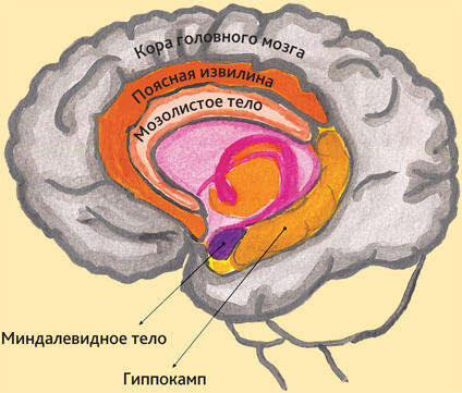 Полушария головного мозга и лимбическая система Внешний слой полушарий кора - фото 2
