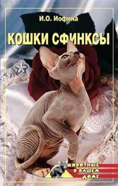 Дарья Нестерова: Кошки – сфинксы
