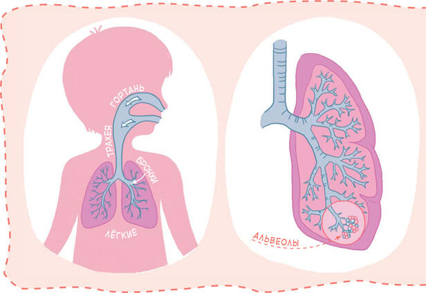 Воздух попадает в тело человека через лёгкие Газообмен происходит в альвеолах - фото 30