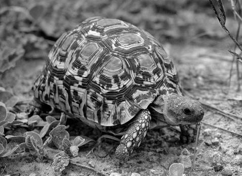 Черепаха Черепаха относится к самым древним рептилиям на Земле а ее образ - фото 132