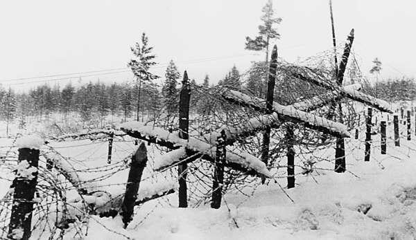 Деревянная рогатка на линии проволочных заграждений Карельский перешеек - фото 11