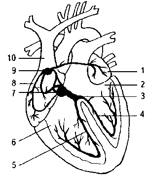 Проводящая система сердца 1 левое предсердие 2 левый желужочек 3 пучок - фото 1