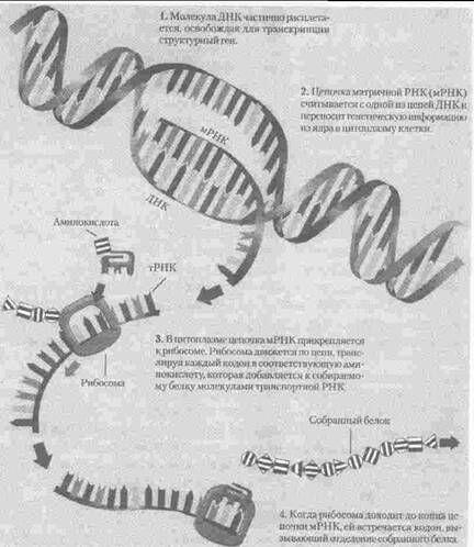 Рис 14 Передача генетической информации в жизнь транскрипция белков - фото 4