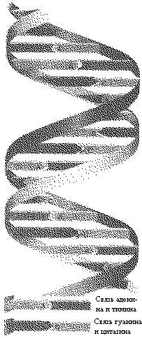 Рис 13 ДНК молекуларепликатор после того как молекула ДНК разделяется на - фото 3