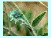 Гусеница диафанарии В окрестностях Моргуновки я не раз находил длинные ленты - фото 3
