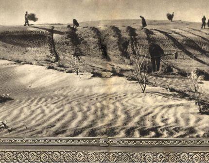 Первая стадия закрепления песков посадка быстрорастущих кустарников черкеза и - фото 1
