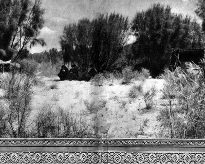 Заросли черного саксаула выросшие на сыпучих песках северной окраины - фото 2