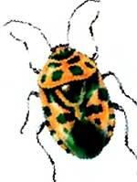Энтомологи зовут этого внешне ничем не примечательного жука брахинусом А - фото 10