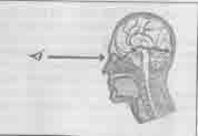 Обработка офталъмогеометрической информации мозгом человека Ведь они способны - фото 15