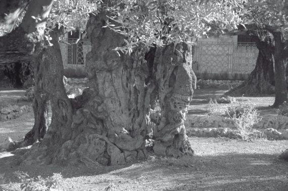 Маслины Гефсиманского сада Иерусалим Жесткое разделение этих понятий - фото 4