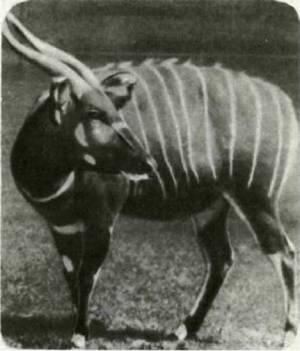 Антилопа бонго внешне похожа на куду и канну но живет не в саваннах а в - фото 385