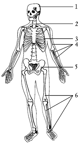 Рис 1 Скелет1 череп 2 позвоночный столб 3 грудная клетка 4 кости - фото 1